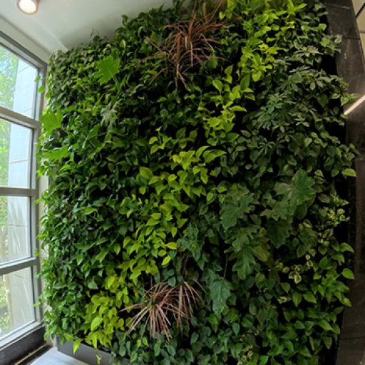 Tiab-Living-Wall-Indoor-B دیوارسبز داخلی